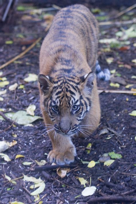 Sumatran Tiger Cubs - ZooChat