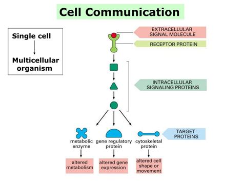 Ppt Cell Communication Powerpoint Presentation Free Download Id 3783098