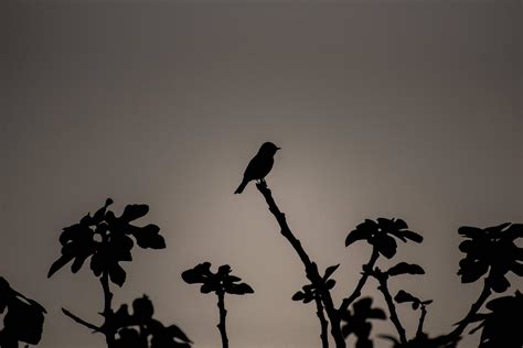 Silhouette of a bird during a sunset : pics