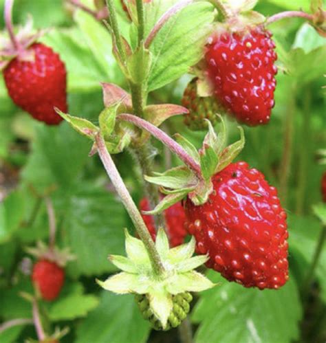 Strawberry Alpine Midsummer Farm