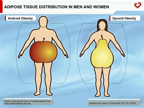 Adipose Tissue Distribution In Men And Women My Healthy Waist