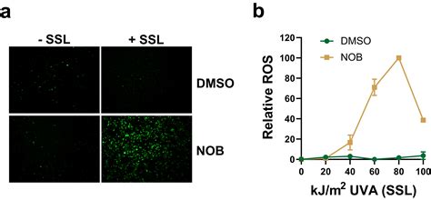 Flavonoid Nobiletin Exhibits Differential Effects On Cell Viability In