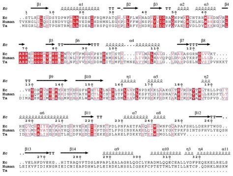 Amino Acid Sequence Alignment Of The E Coli Ec T Acidophilum