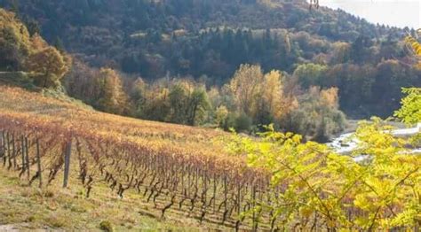 Balade Automnale Dans Le Vignoble De Marin Photovoyage Fr