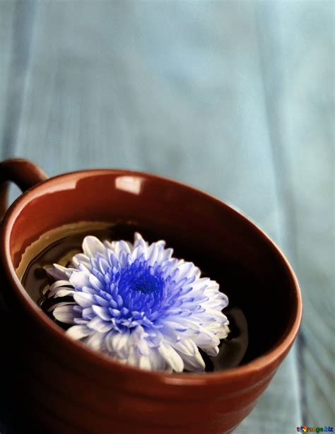 flower  cup   picture