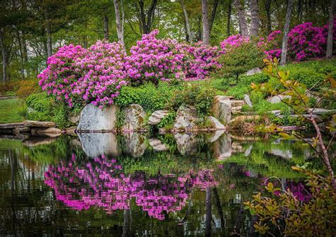 Peak Season For Pennsylvanias State Flower 15 Facts About Mountain