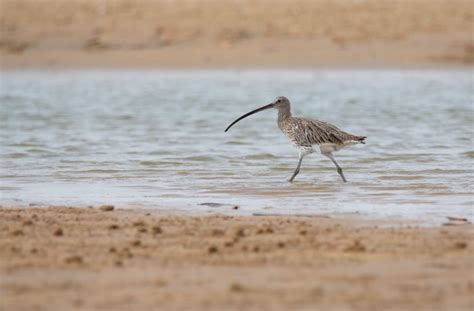 Synth Se Du Comptage Wetlands En Nouvelle Aquitaine Lpo Ligue Pour