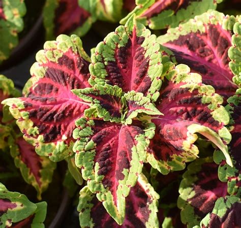 Coleus Heartbreaker Brads Bedding Plants Inc