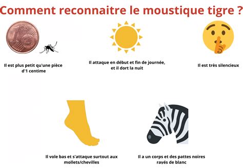 Reconnaitre Les Diff Rents Types De Moustiques Antimoustic