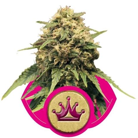 Special Queen 1 Royal Queen Seeds FEM Original Seeds Store