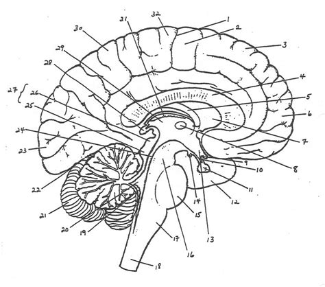 Brain Diagram Fitness Motivation Pictures Best Workout For Women