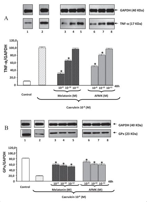 Western Blot Analysis Of Tnf α A And Gpx B Protein Levels In The Download Scientific