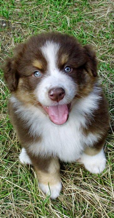 red tri mini australian shepherd puppy - Mightier Weblogs Stills Gallery