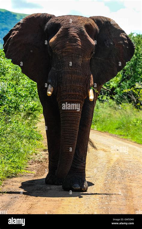 African Bush Elephant On The Road Hluhluwe Umfolozi Game Reserve