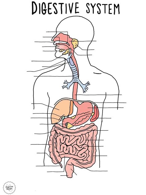 Unlabeled Digestive System Diagram for Study and Reference