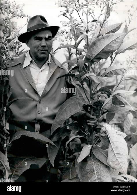 Max Schmeling Als Tabakpflanzer Fotos Und Bildmaterial In Hoher