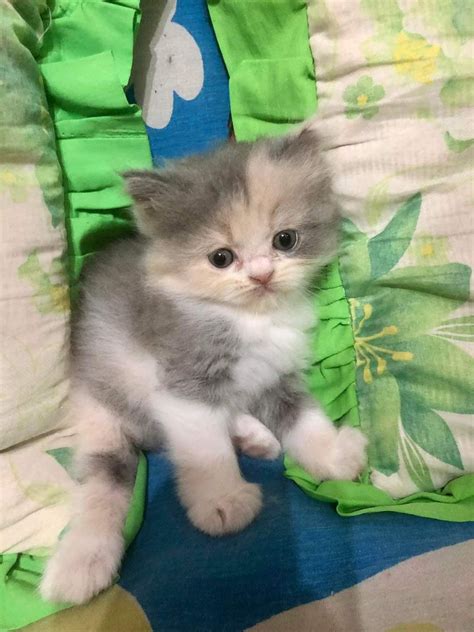 Guys suggest naman kayo name yung bagay sa color niya ^^ : r/catsofrph