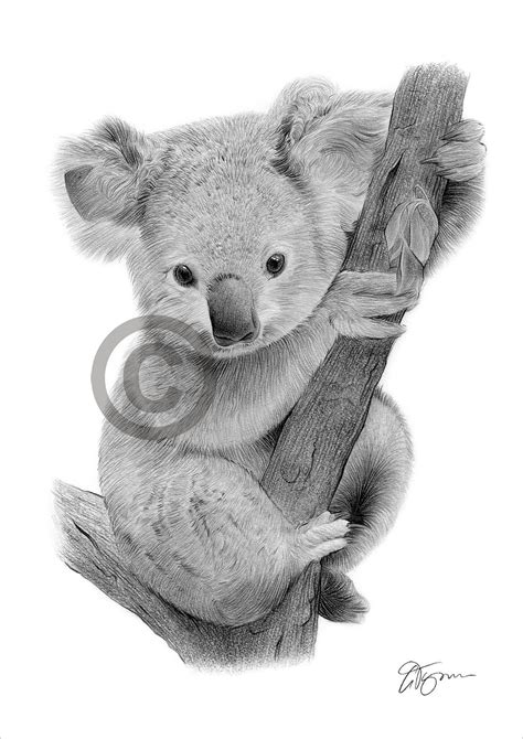 Baby Koala Pencil Drawing Print Wildlife Art Artwork Etsy Canada