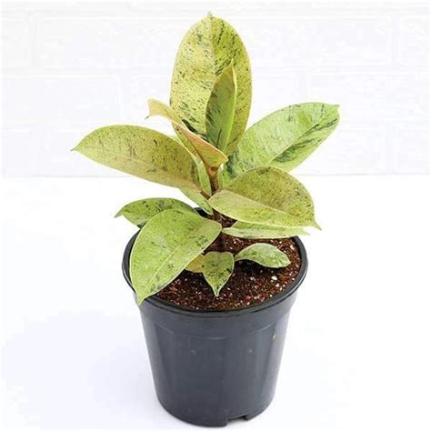 Ficus Shivereana Online Rubber Tree Rubber Plant Delhi