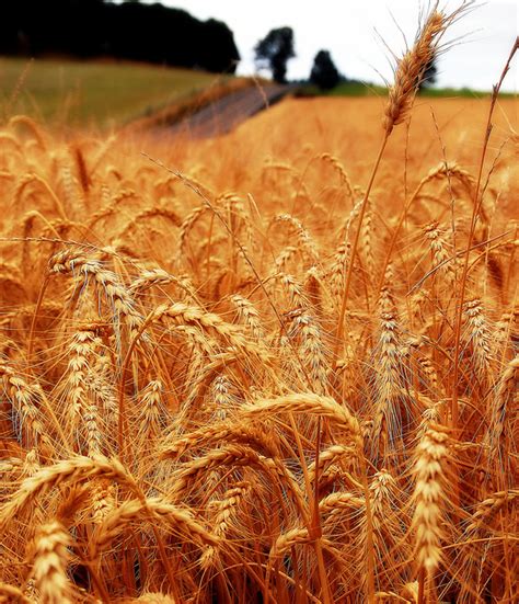 plant life wheat