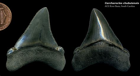 Carcharocles chubutensis 01 - Members Gallery - The Fossil Forum