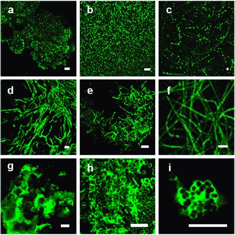 Laser Scanning Confocal Microscopy