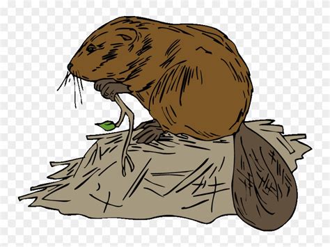Free Beaver Dam Clipart Download Free Beaver Dam Clipart Png Images