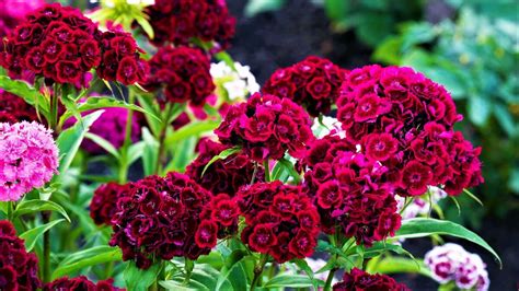 Какие цветы можно посеять уже в январе! | GardenLife | Дзен