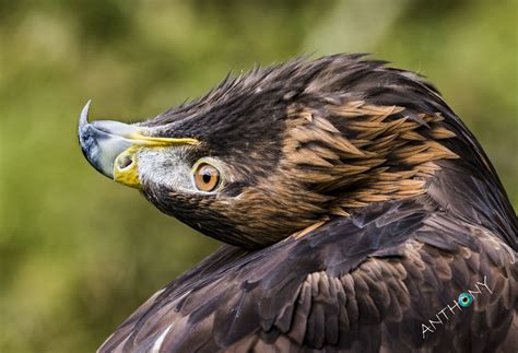 The Golden Eagle Is One Of The Largest Fastest Nimblest Raptors In