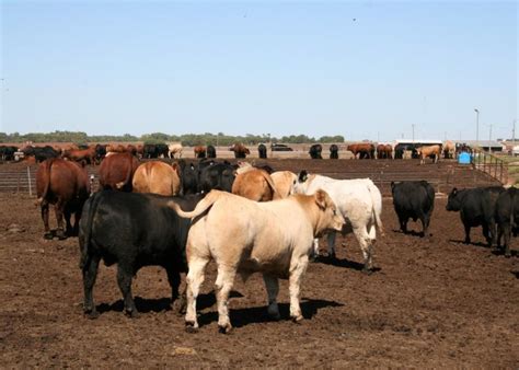 Expect Changes In The Use Of Growth Promoting Implants In Cattle Bill