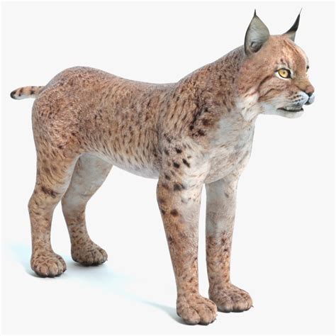 Bobcat Bob Cat 3d Turbosquid 1170367