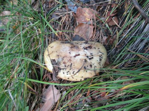 Suillus Placidus From On