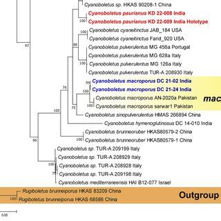 Phylogram Generated By Maximum Likelihood Analysis Based On Combined