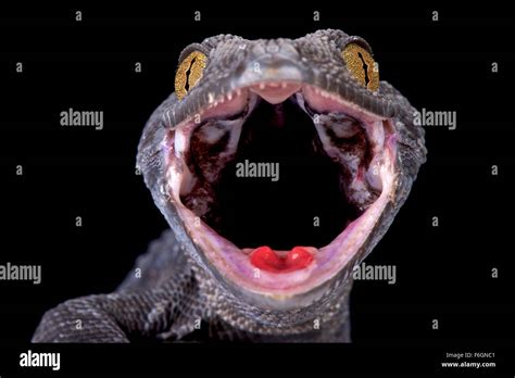 Tokeh Gekko Gecko Stock Photo Alamy