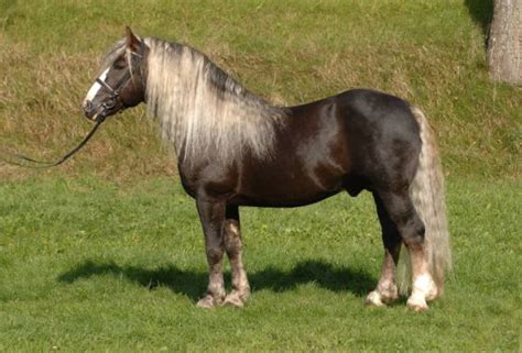 Black Forest Horse Info Origin History Pictures