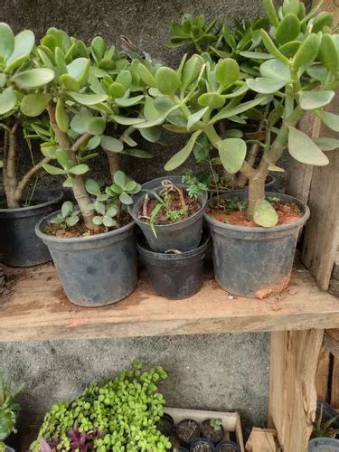 Muda De Planta Jade Crassula Ovata Mini Rvore Bonsai Venda Em