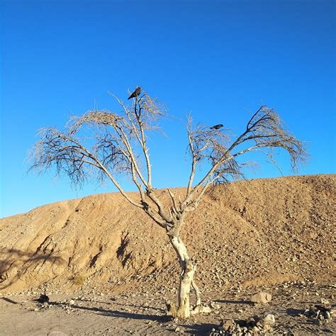 Israel Desert Crow - Free photo on Pixabay - Pixabay