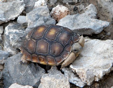 Desert Tortoise Gopherus Agassizii Cooper Hatchling Desert Tortoise