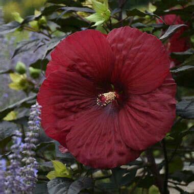 Hardy hibiscus pruning how and when to prune perennial hibiscus plants ...