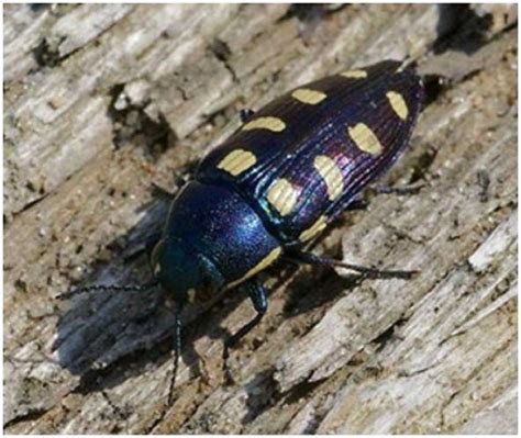 Wood Bugs Control Wood Eating Insects Beetles Bees Ants And More