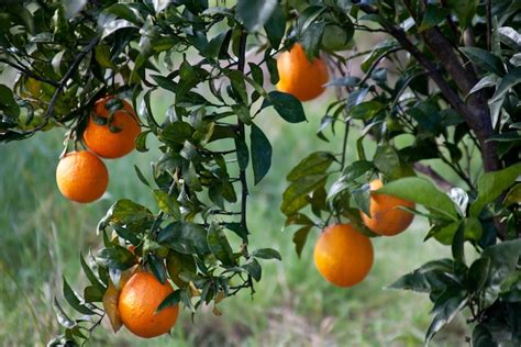 Agrumi niente paura il Citrus black spot non c è Difesa e diserbo