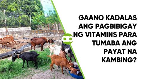 Gaano Kadalas Ang Pagbibigay Ng Vitamins Para Tumaba Ang Payat Na