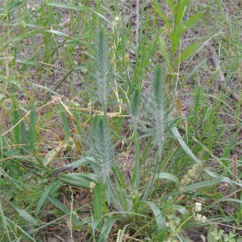 Largebracted Plantain Project Noah