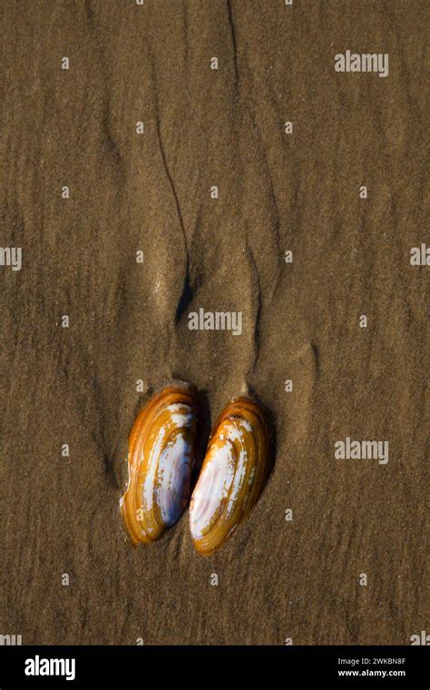 Razor clam shell on beach, Bayocean Peninsula, Oregon Stock Photo - Alamy