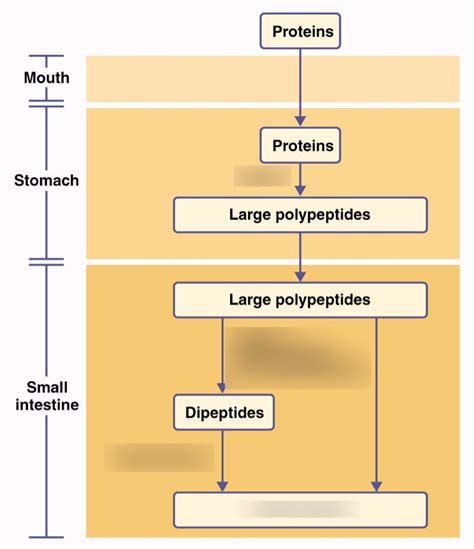 Protein Transport Diagram | Quizlet