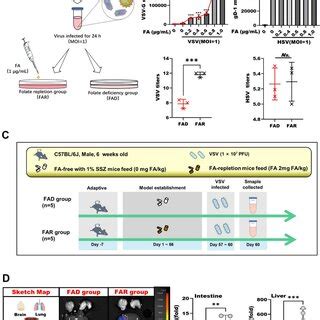 Fad Obviously Suppresses The Replication Of Vsv In Vitro And In Vivo