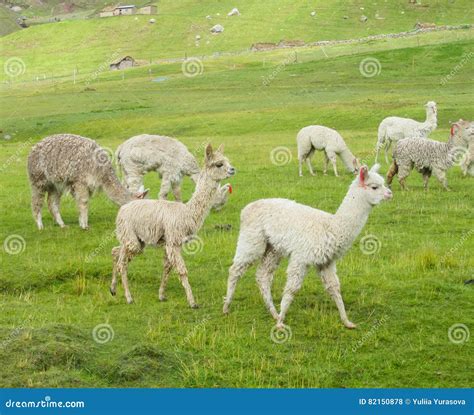 Small White Llamas On Green Meadow Stock Photo Image Of America Inca