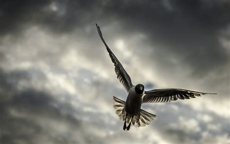 Animal Seagull Hd Wallpaper