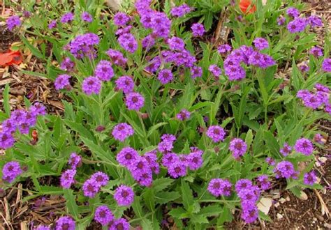 Verbena venosa Verveine stricta Verbena rugosa Pépinières Quissac