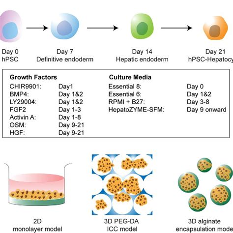 Characterization Of Human Pluripotent Stem Cells Hpsc Derived